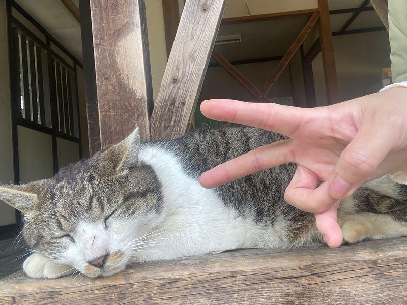 名古屋城の猫